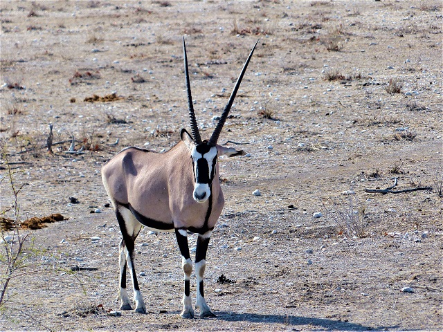 Gemsbok